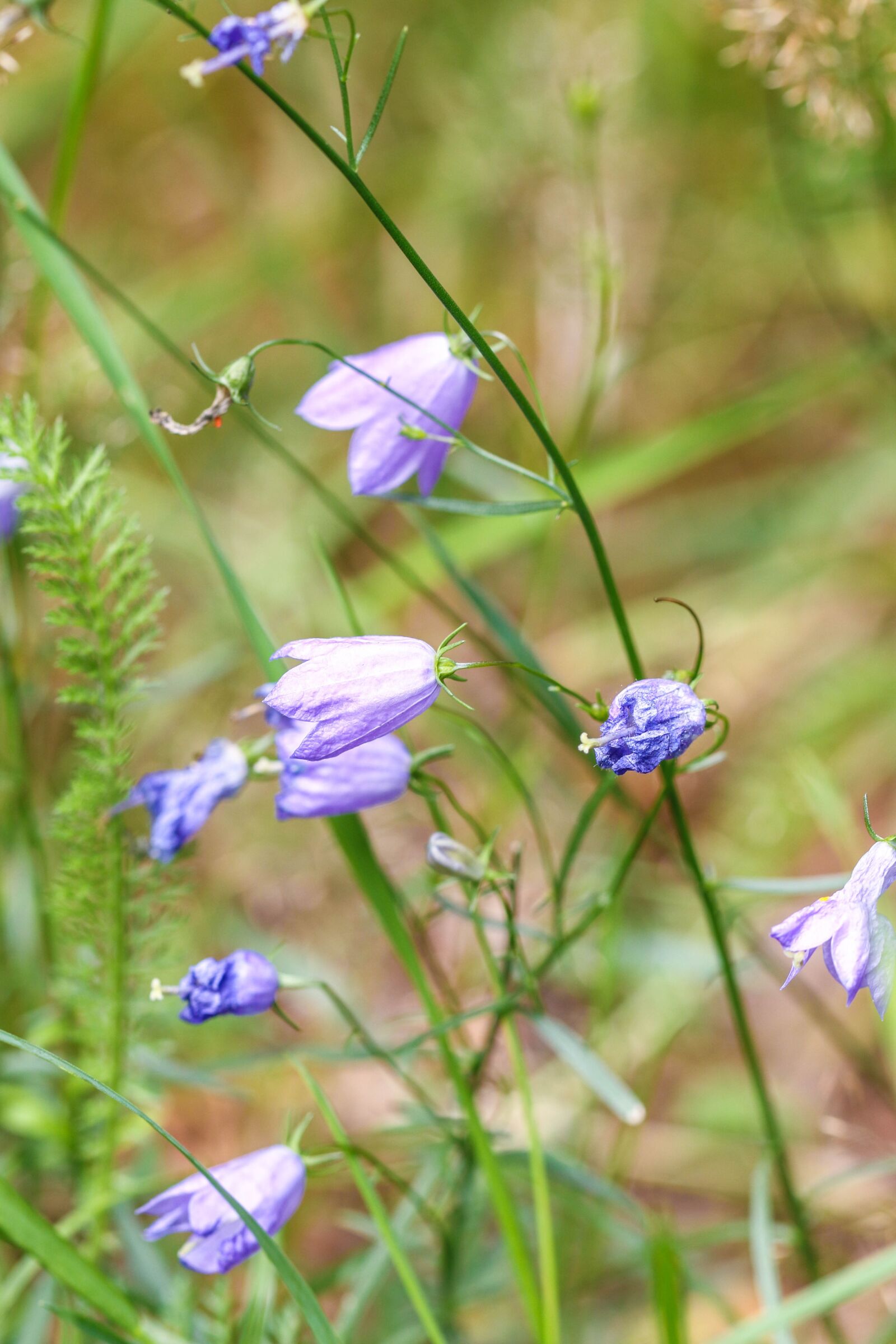 Canon EOS 7D Mark II sample photo. Bluebell, bellflower, nature photography