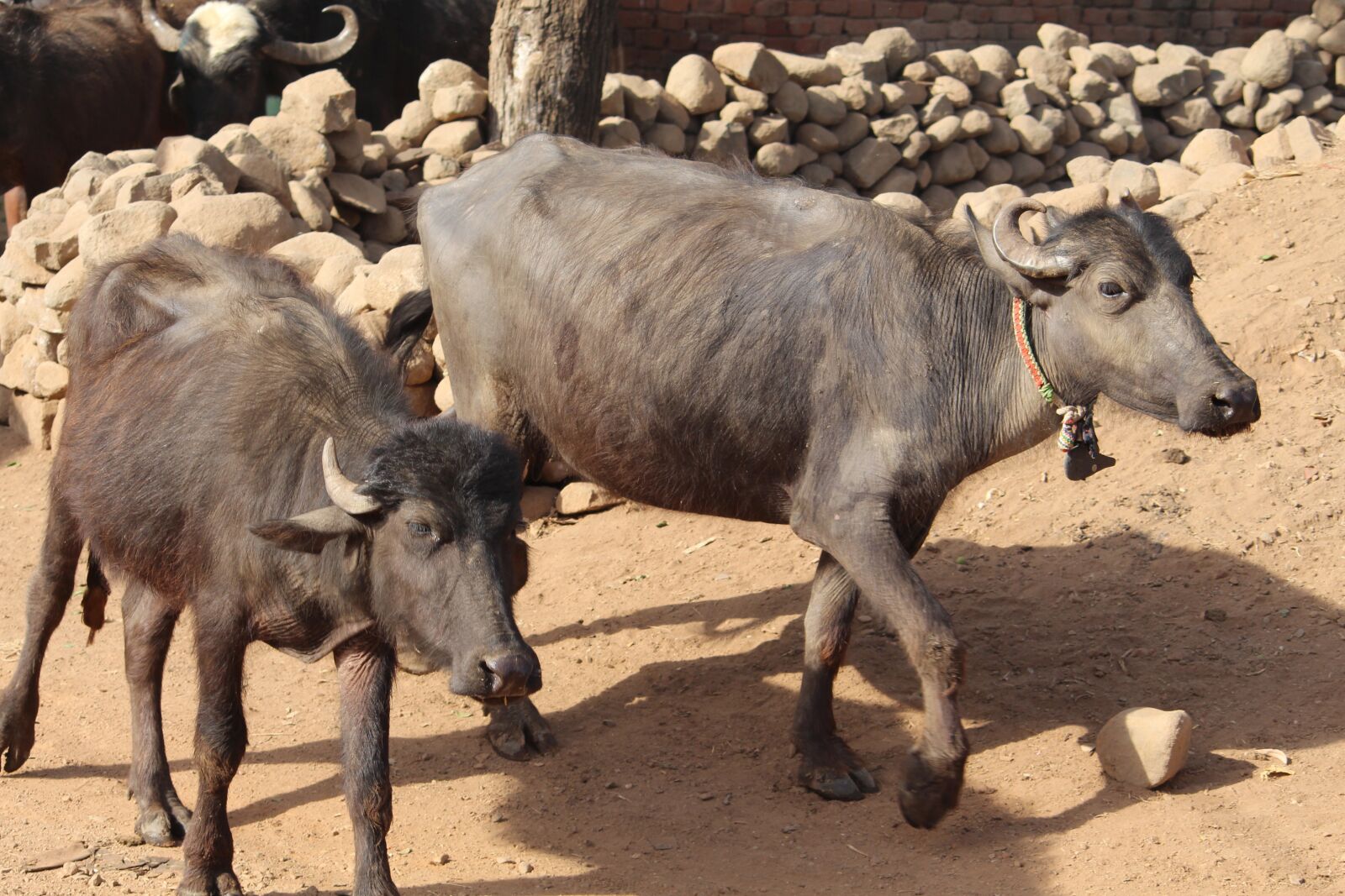 Canon EOS 700D (EOS Rebel T5i / EOS Kiss X7i) sample photo. Animal, mammal, cattle photography