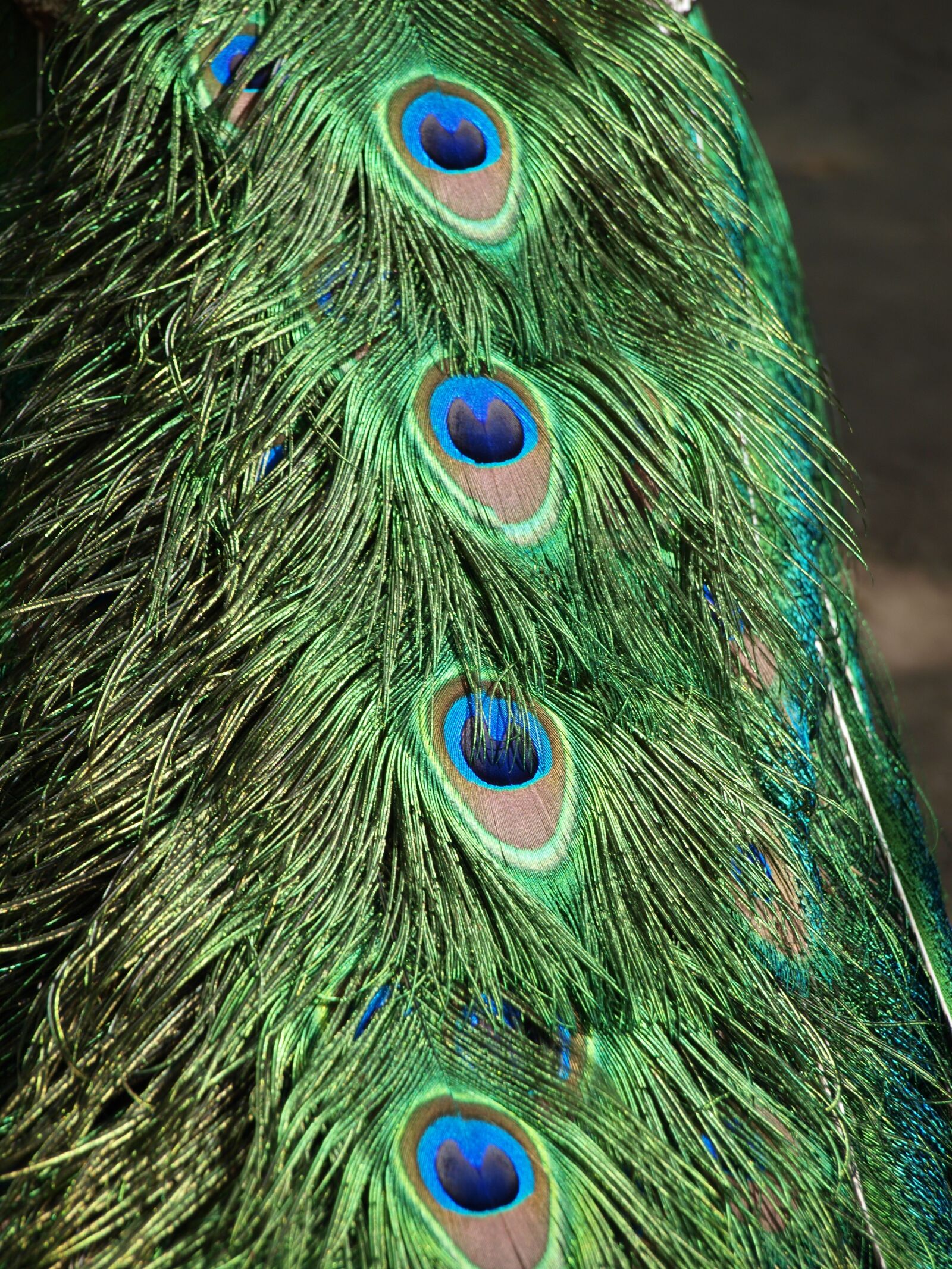 Olympus E-420 (EVOLT E-420) sample photo. Peacock, pen, bird photography