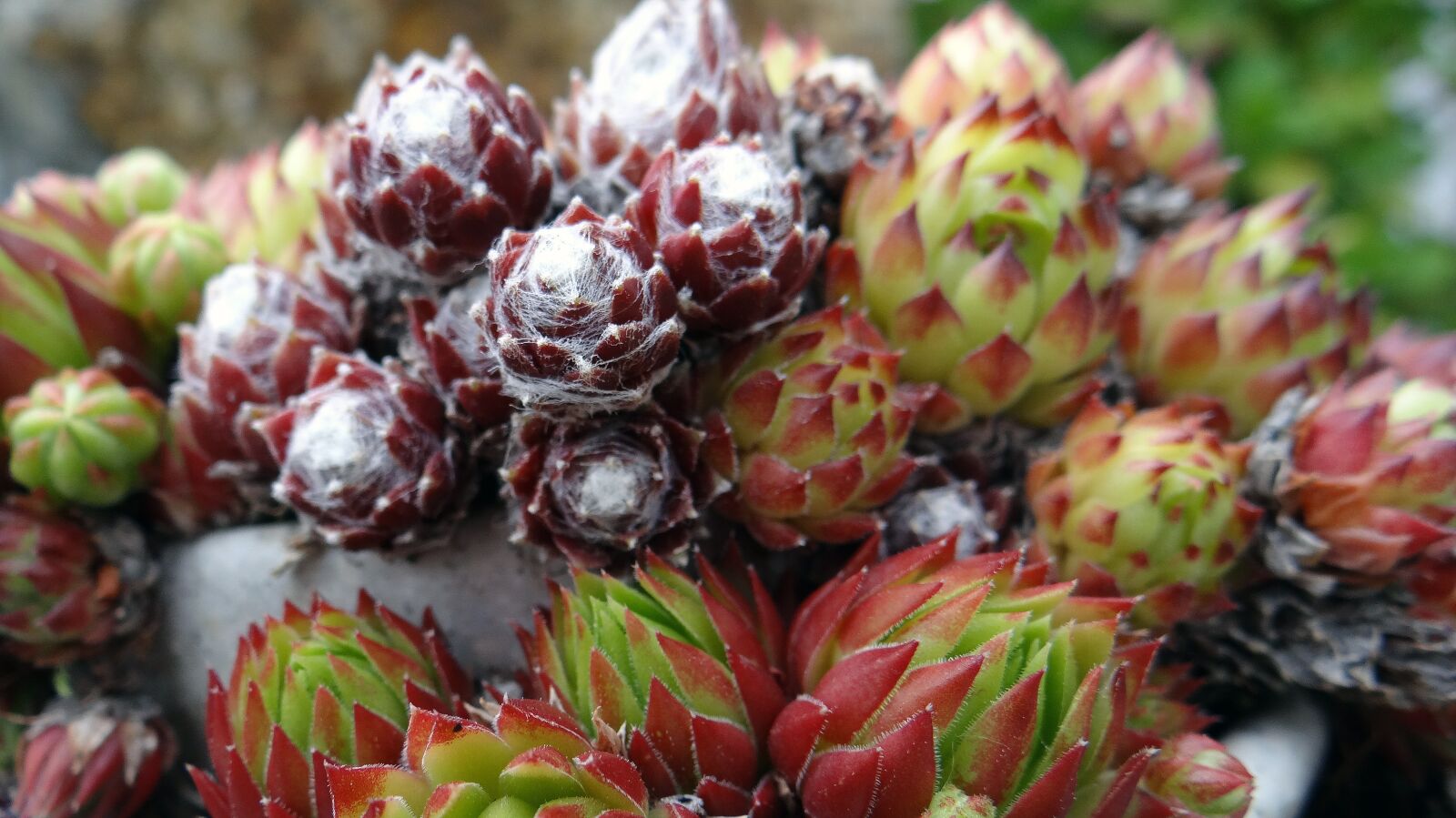 Sony DSC-HX200V sample photo. Nature, succulents, decoration photography
