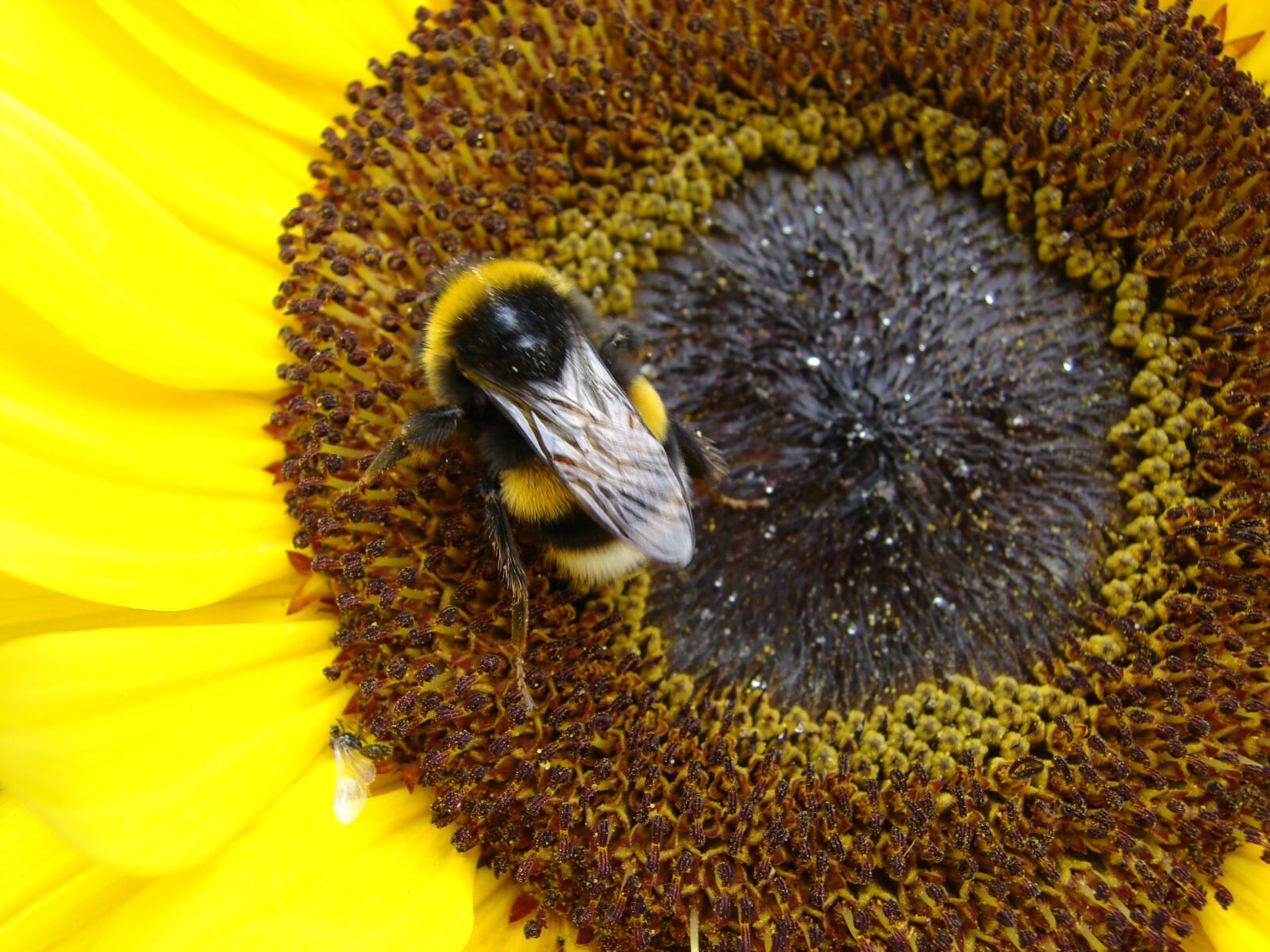 Sony DSC-H2 sample photo. Sunflower, hummel, nature photography