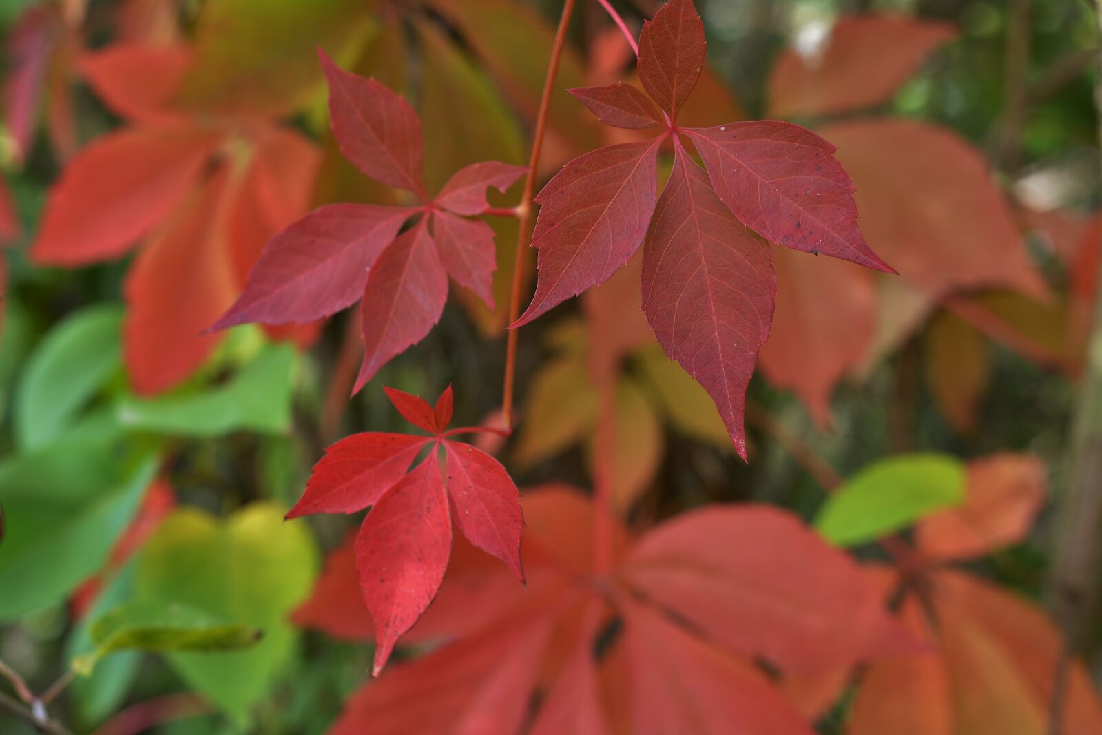 Nikon D5200 sample photo. Autumn, leaves, autumn mood photography