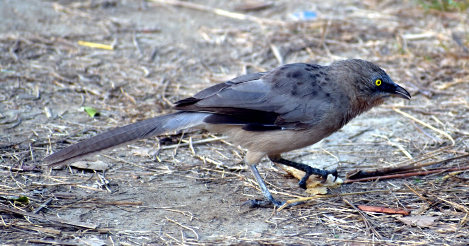 Nikon D5600 sample photo. Chestnut-tailed starling, malabar starling photography