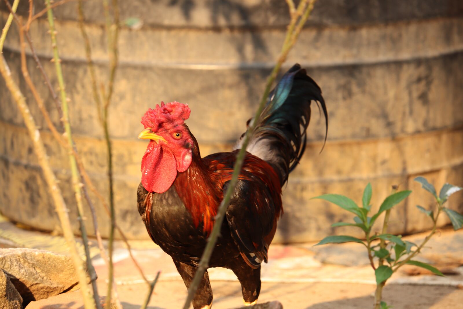 Canon EOS 250D (EOS Rebel SL3 / EOS Kiss X10 / EOS 200D II) sample photo. Hen, kerala, poultry photography