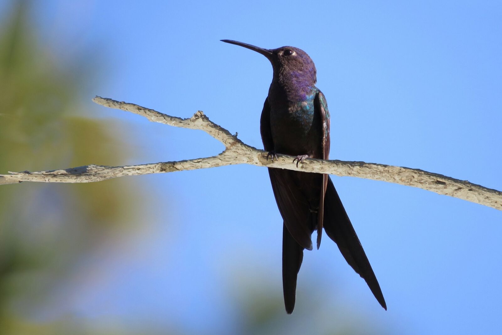 Canon PowerShot SX50 HS sample photo. Hummingbird, bird, beak photography