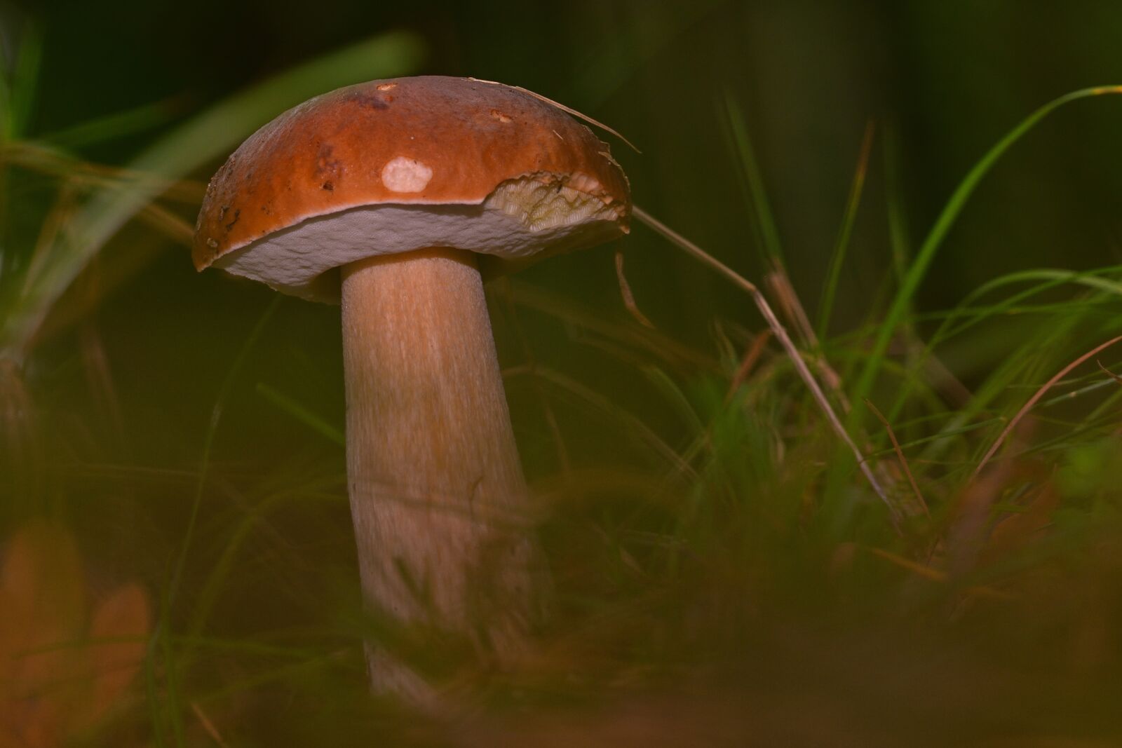 Nikon D5200 sample photo. Mushroom, forest, forest floor photography