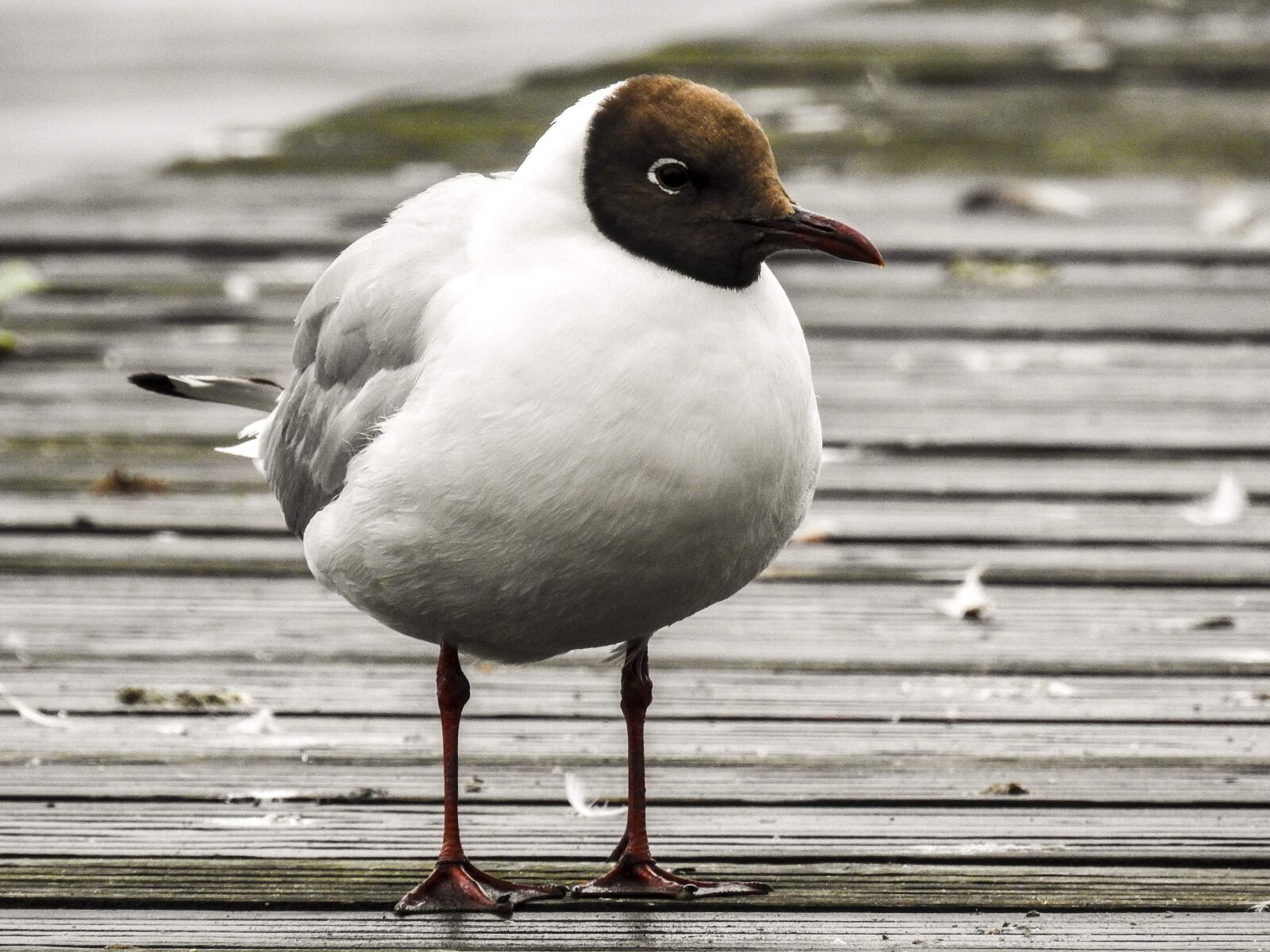 Nikon Coolpix P900 sample photo. Black headed gull, seagull photography