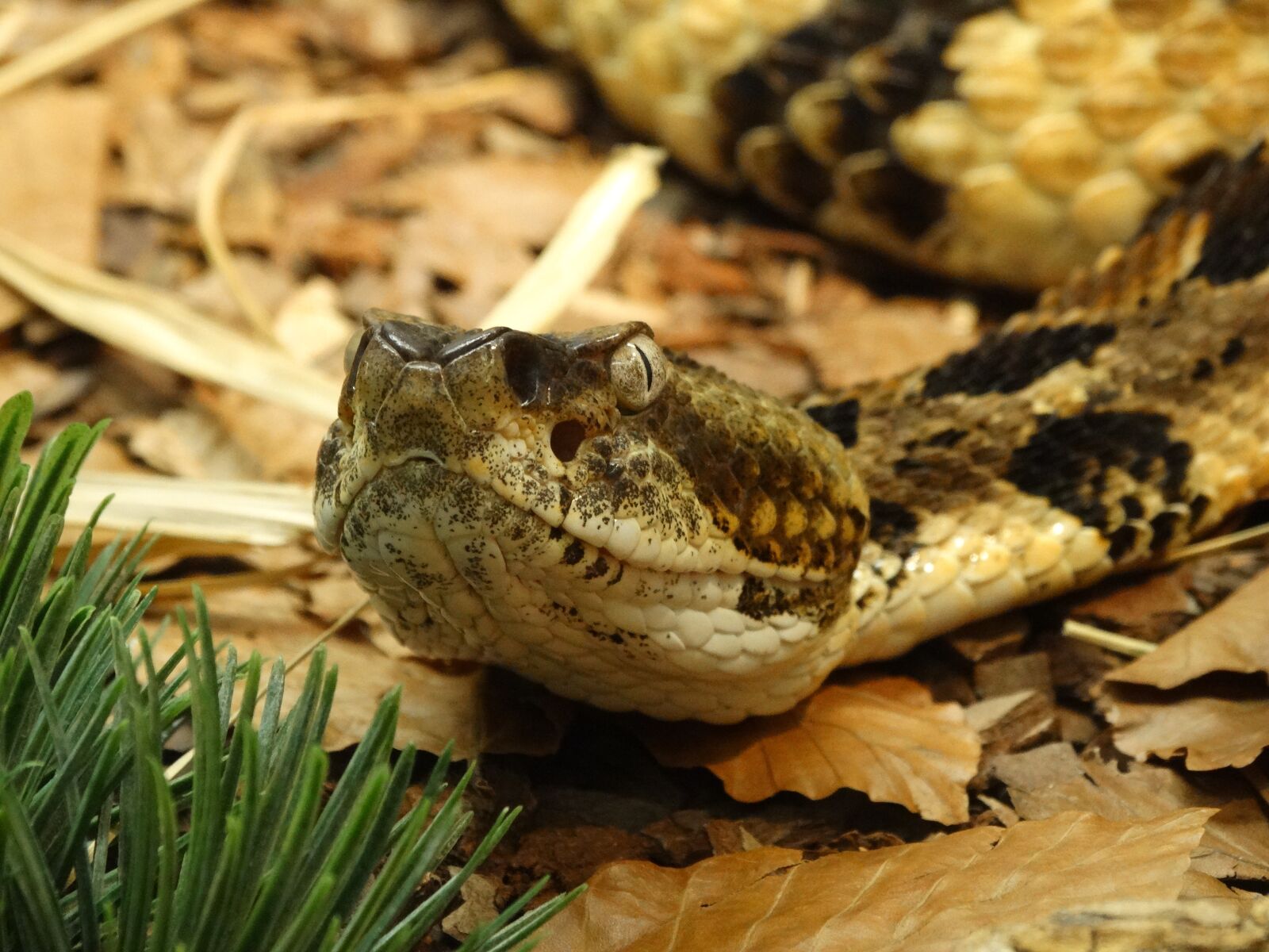Sony Cyber-shot DSC-HX300 sample photo. Snake, rattlesnake, poisonous photography