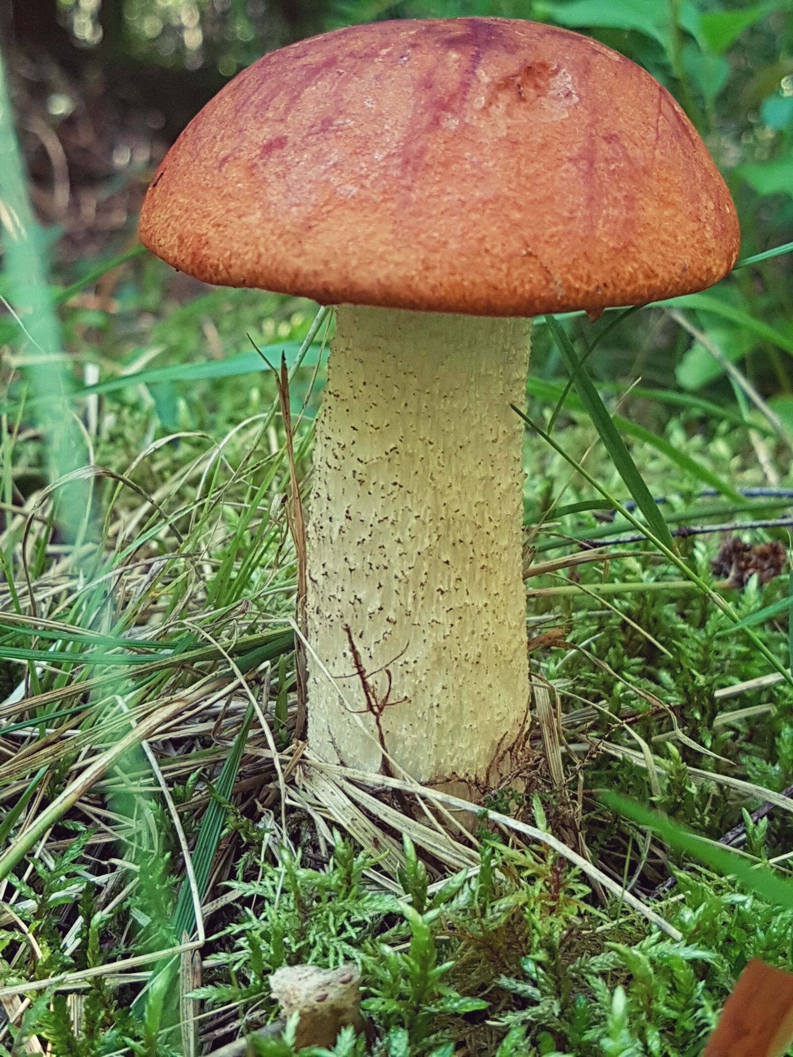 Samsung Galaxy S7 sample photo. Mushroom, autumn, forest photography