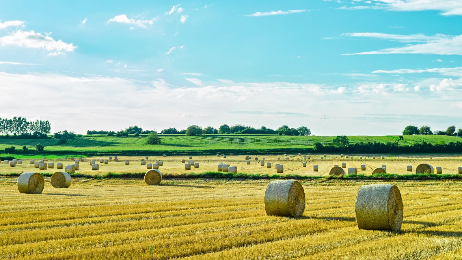 Nikon D7000 sample photo. Rolls of straw, field photography