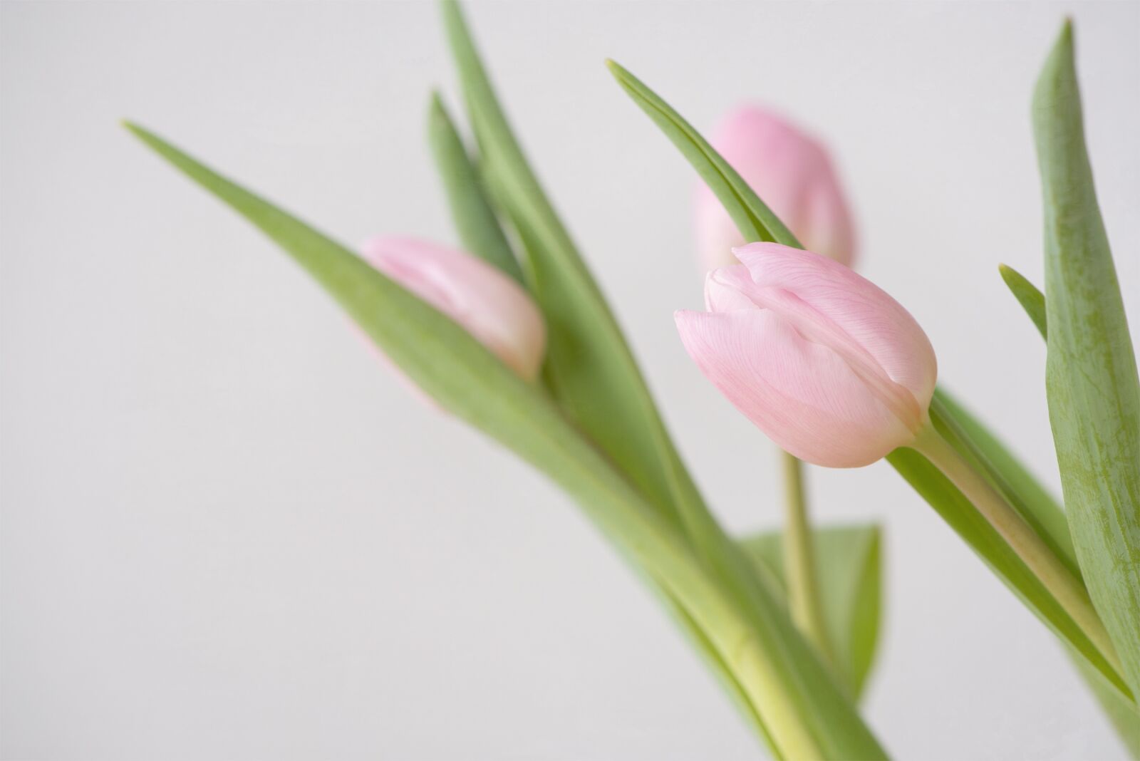 Nikon D750 sample photo. Tulips, pink, flowers photography