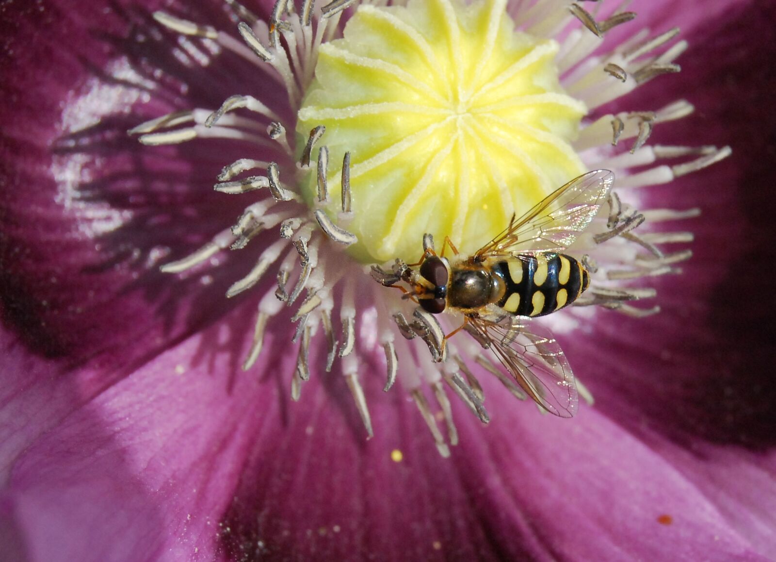Nikon D80 sample photo. Hover fly, insect, close-up photography