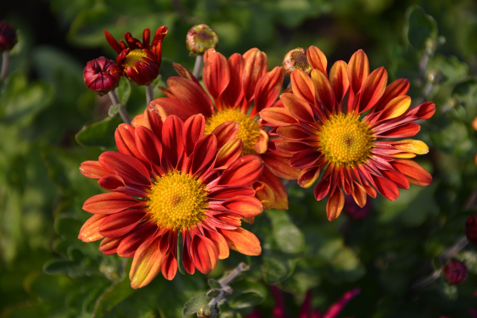 Nikon D7100 sample photo. Flower, chichewa live, vivid photography