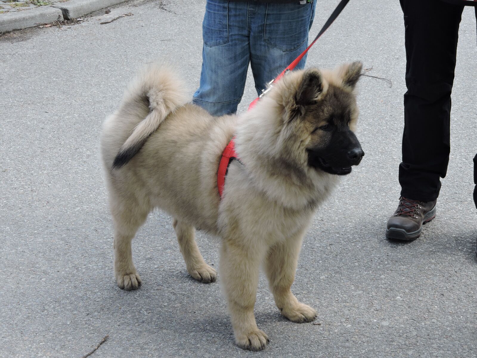 Nikon Coolpix P600 sample photo. Bye bye, dog, puppy photography