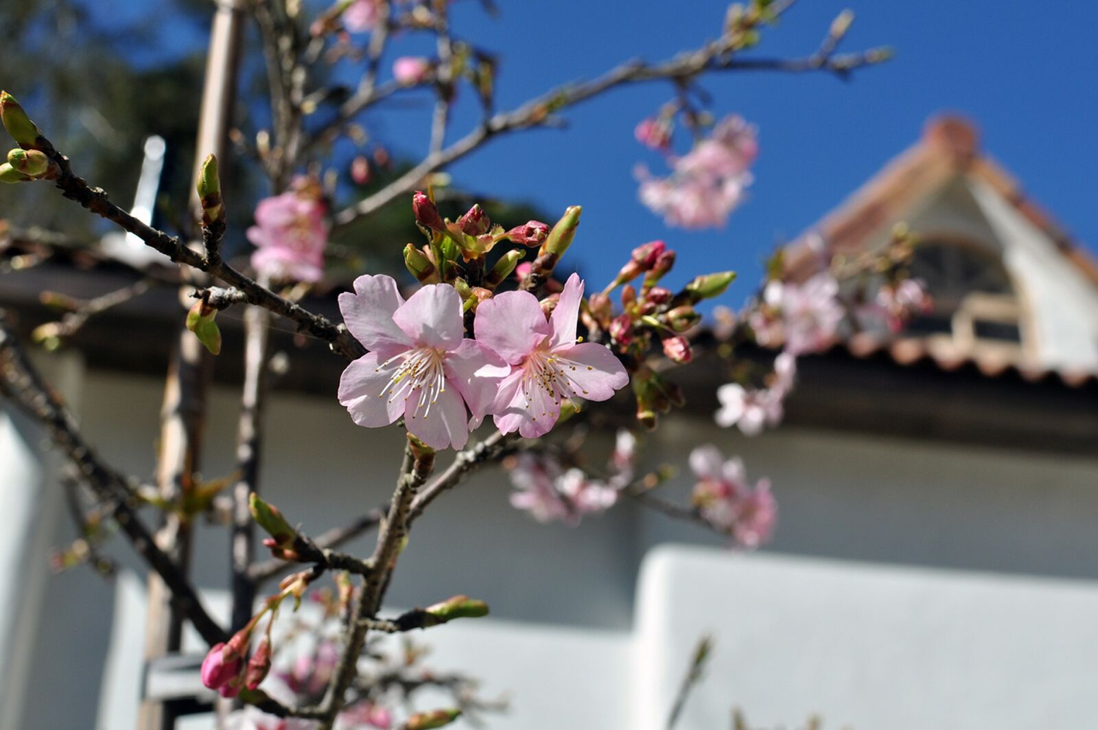 Nikon D5000 sample photo. Flower, cherry blossom, pink photography