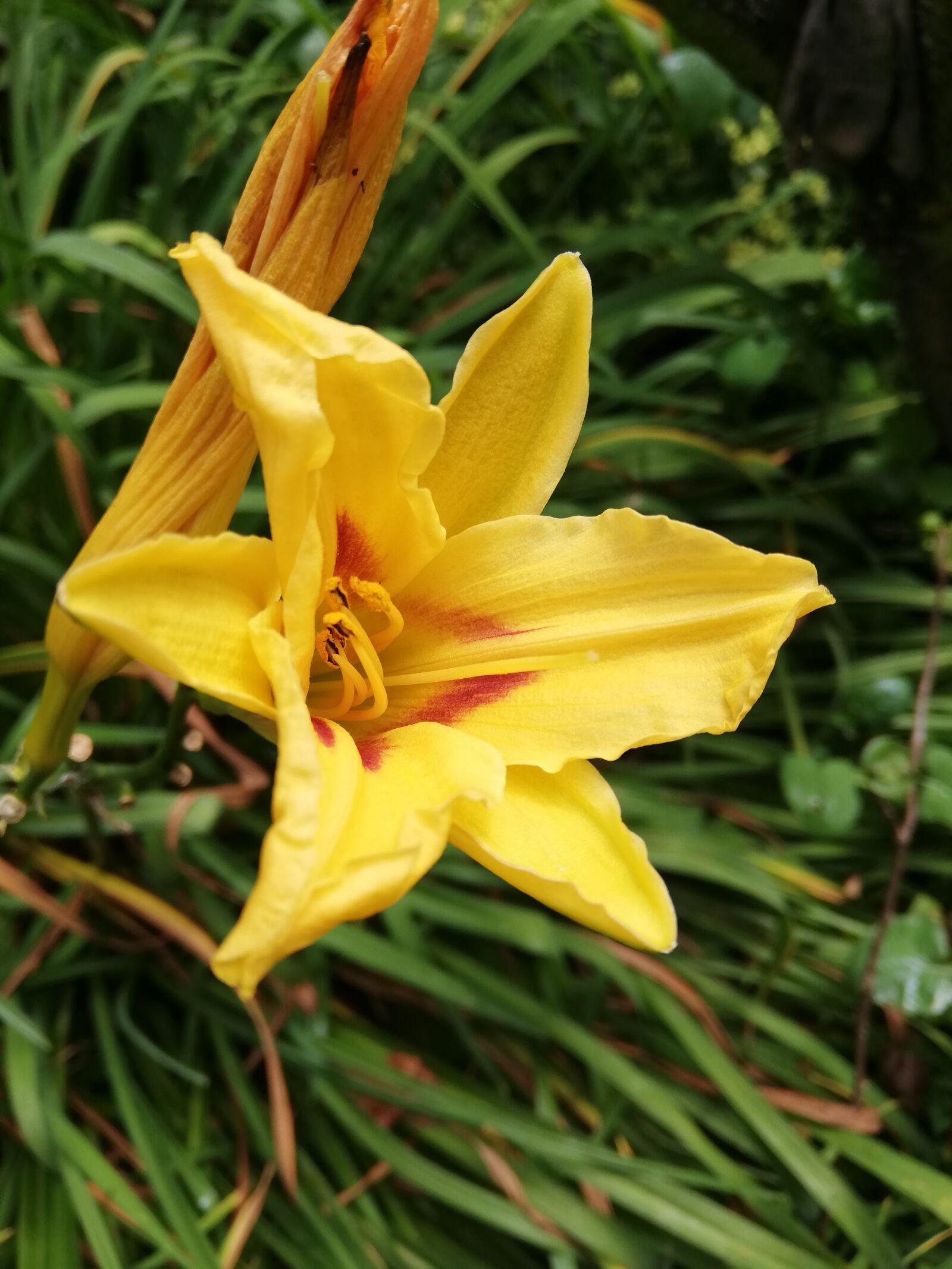 HUAWEI ANE-LX1 sample photo. Flower, yellow, day photography
