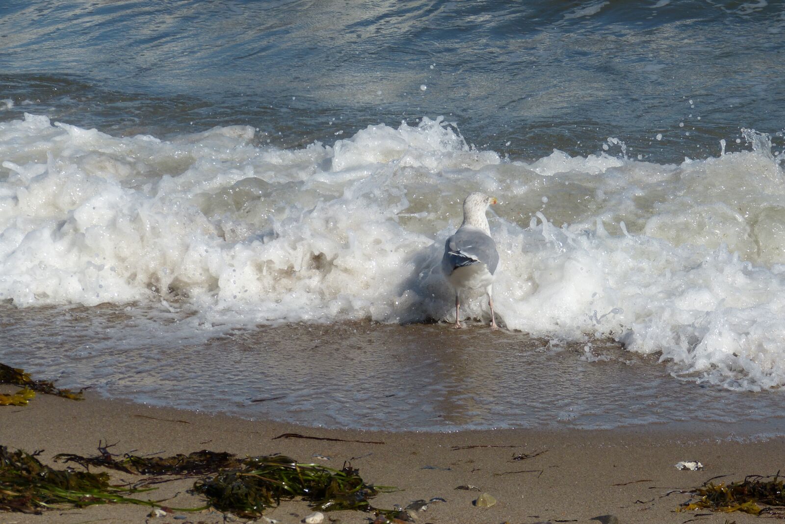 Panasonic Lumix DMC-FZ150 sample photo. Baltic sea, gull, bird photography