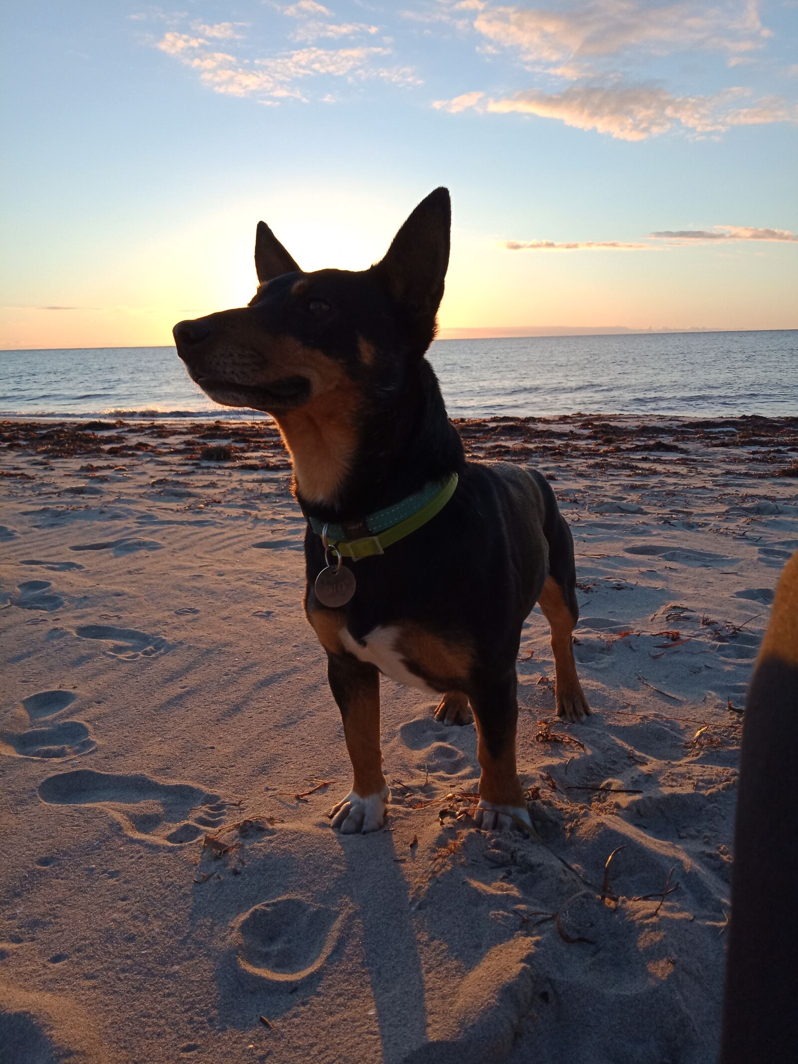 OPPO A73 sample photo. Dog, australia, animal photography