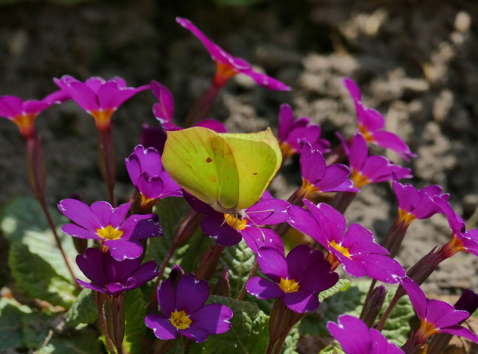 Panasonic Lumix DMC-FZ1000 sample photo. Butterfly, yellow, insect photography