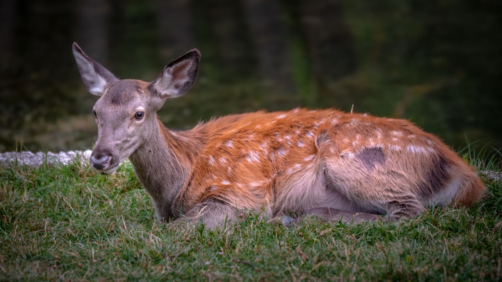 Nikon D750 sample photo. Deer, animal, nature photography