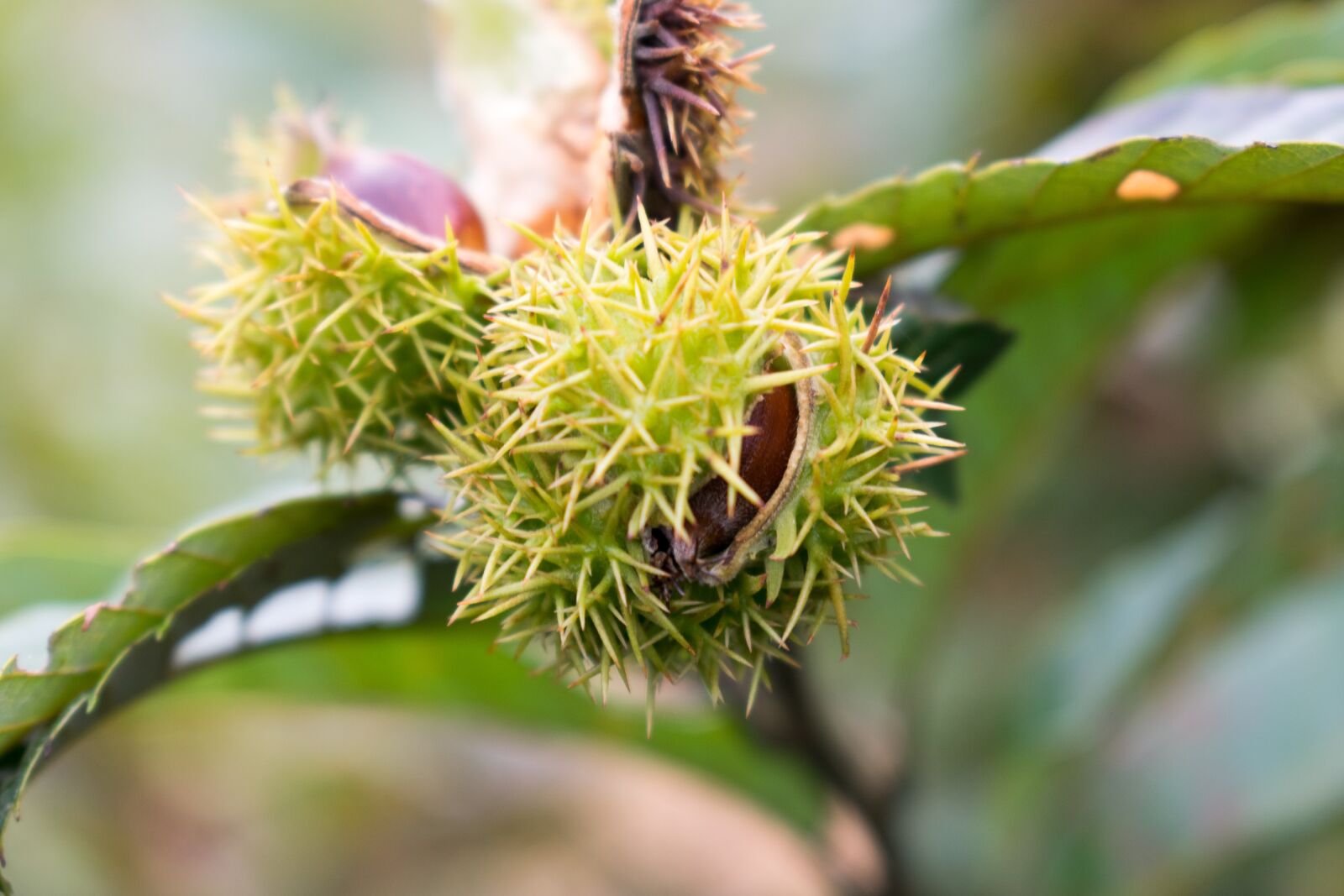 Nikon D3400 sample photo. Chestnut, wild chestnut, wild photography