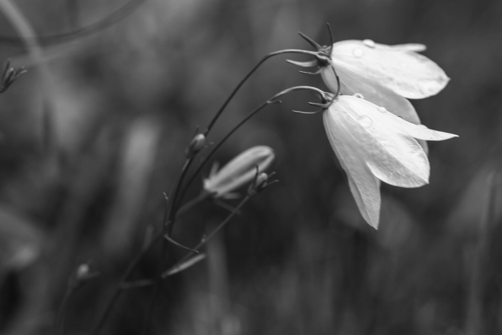 Canon EOS 7D Mark II sample photo. Bluebell, flowers, summer flower photography