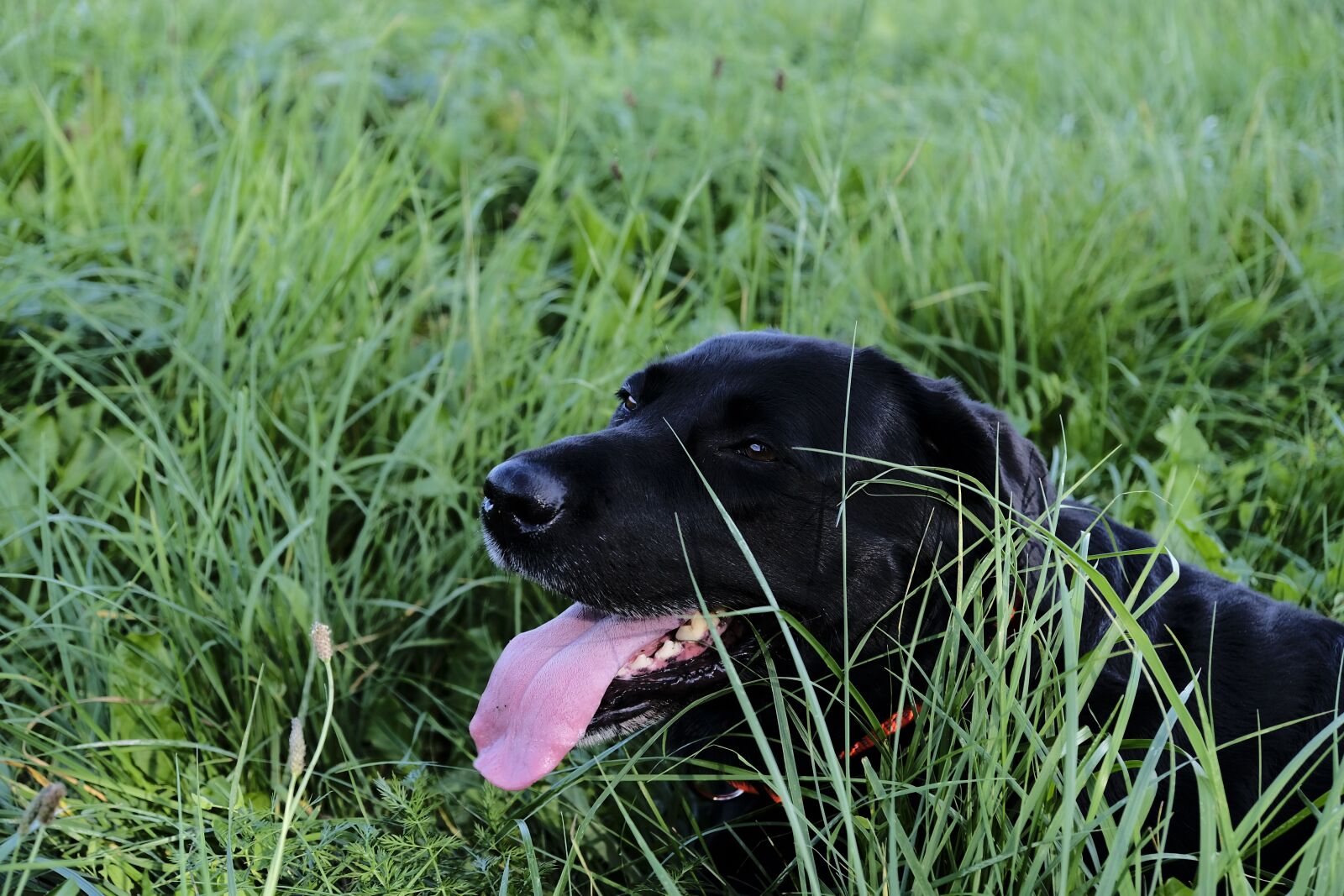 Fujifilm XF 18-55mm F2.8-4 R LM OIS sample photo. Labrador, dog, tongue photography