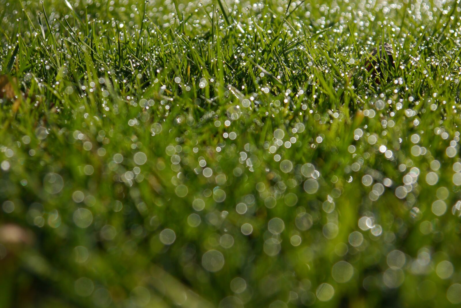 Panasonic Lumix DMC-G3 sample photo. Drop, grass, flora photography