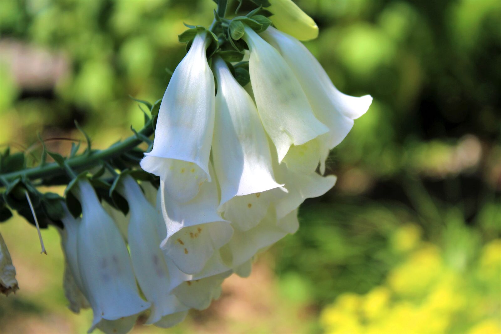Canon EOS 1300D (EOS Rebel T6 / EOS Kiss X80) sample photo. Bell flower, white bells photography