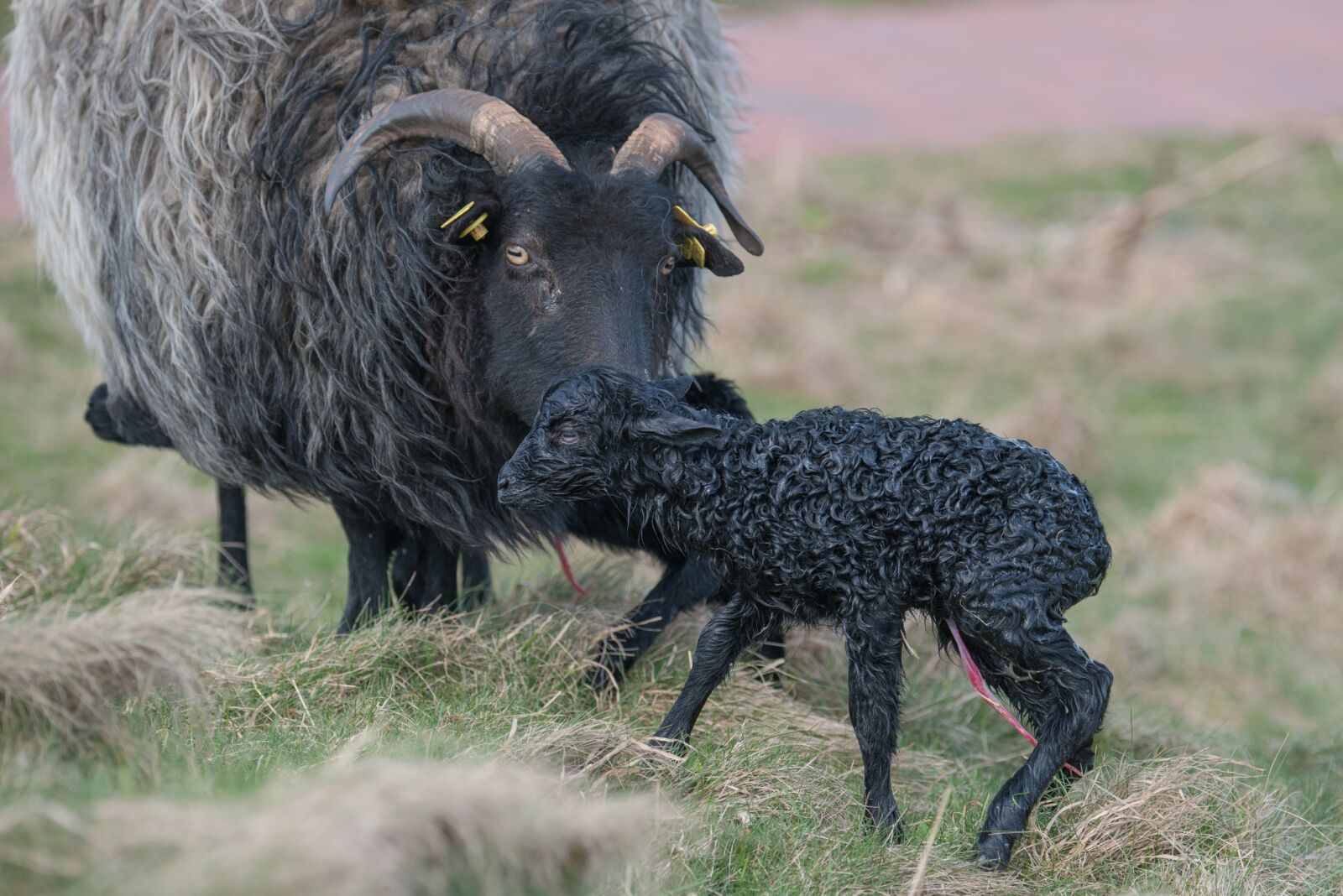Nikon D800 sample photo. Grey horned heidschnucke, lamb photography