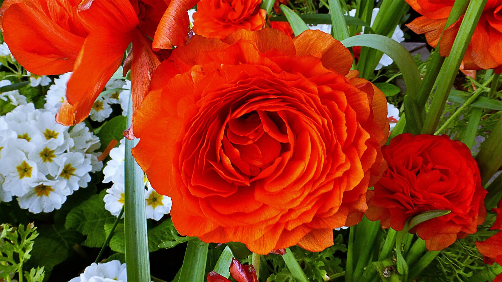 Panasonic Lumix DMC-ZS25 (Lumix DMC-TZ35) sample photo. Flower, plant, nature photography