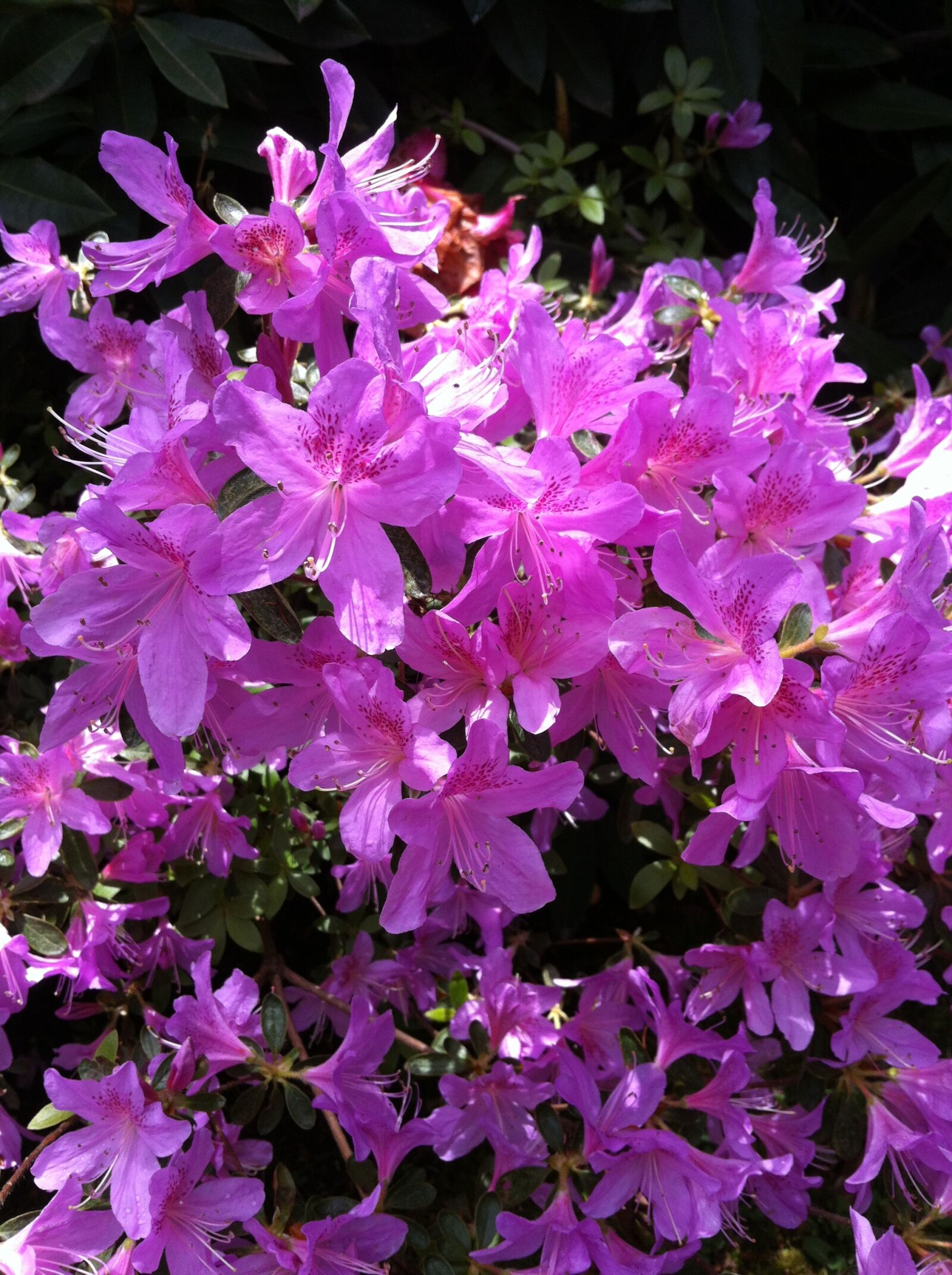 Apple iPhone 4 sample photo. Flower, garden, plant photography