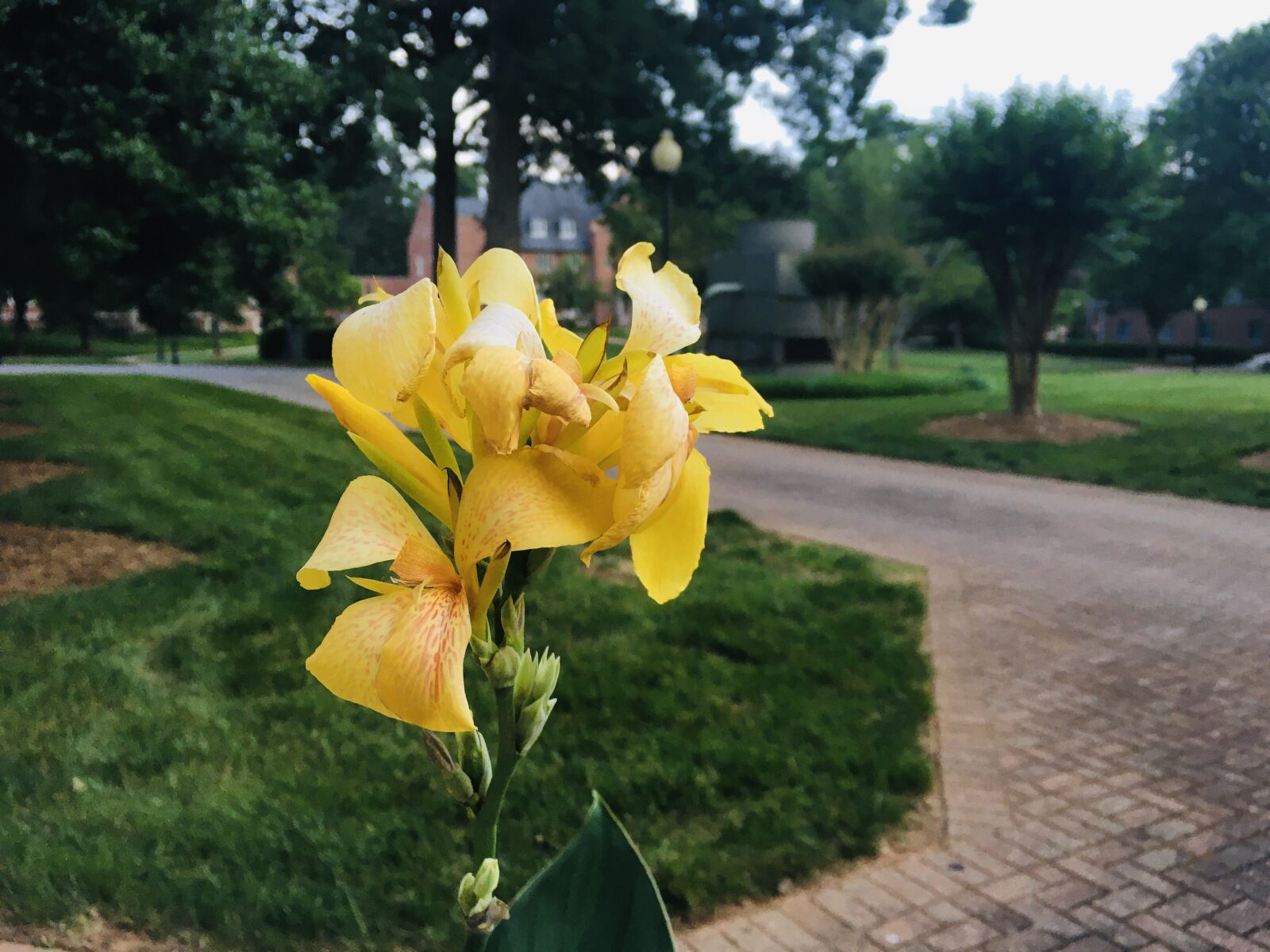 iPhone 6s back camera 4.15mm f/2.2 sample photo. Blurry, flower, picture photography