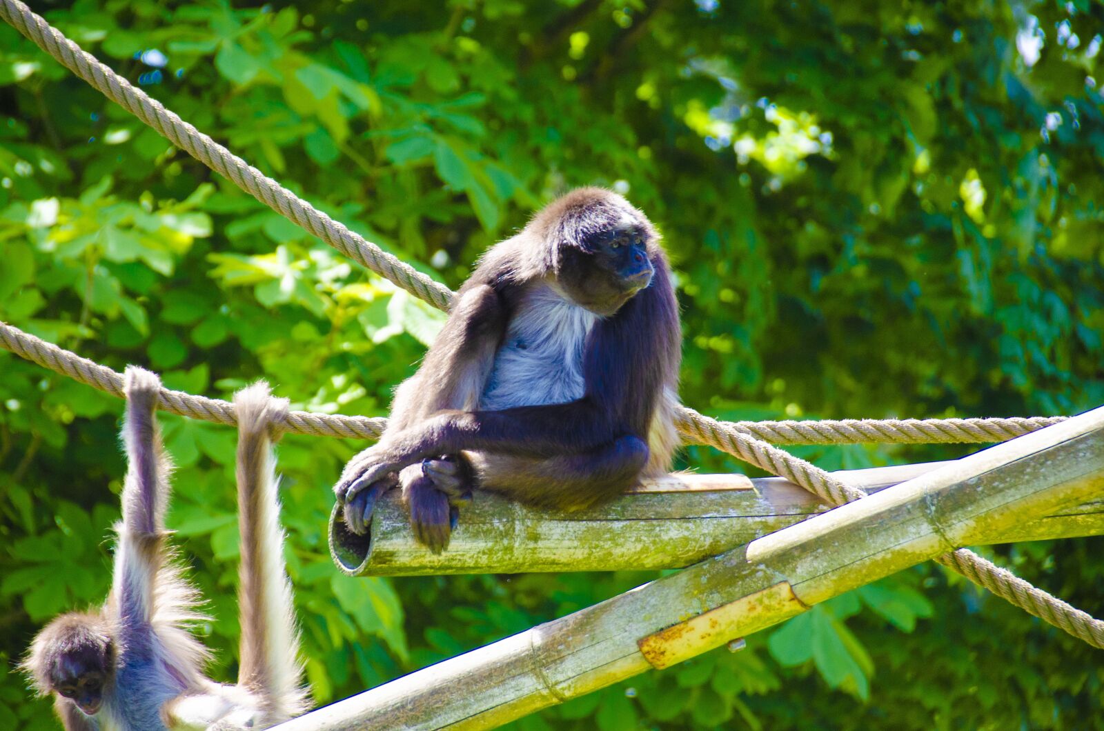 Nikon D5100 sample photo. Monkey, mammals, animals photography