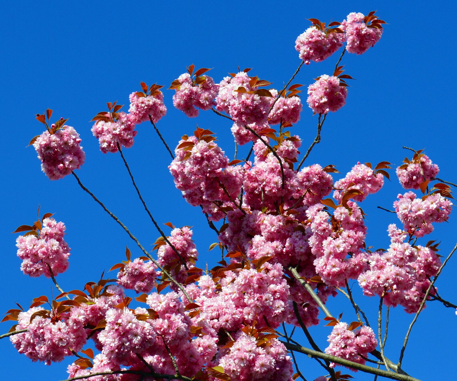 Nikon D3200 sample photo. Cherry blossom, tree, spring photography