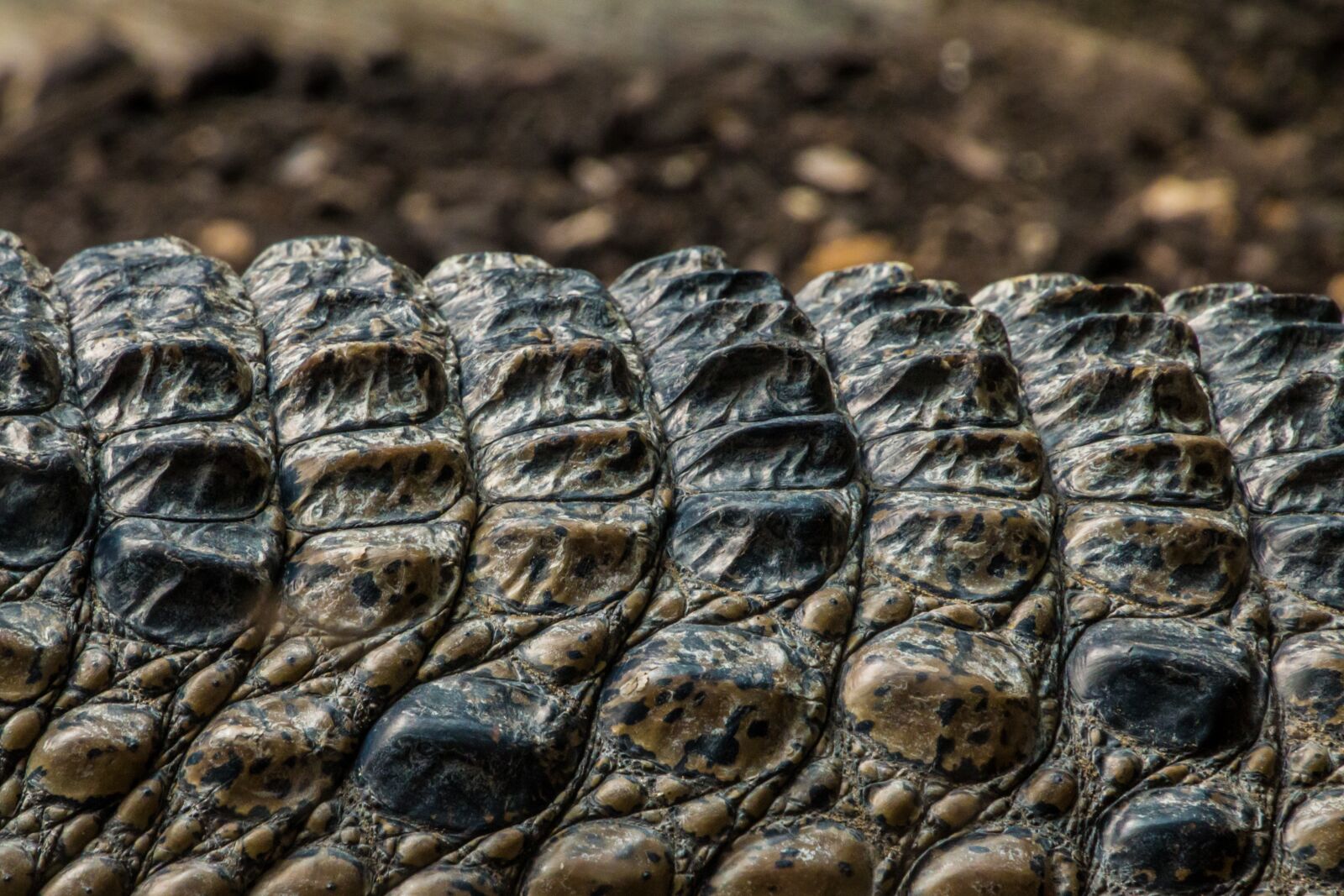 Canon EOS 70D sample photo. Crocodile, skin, scale photography