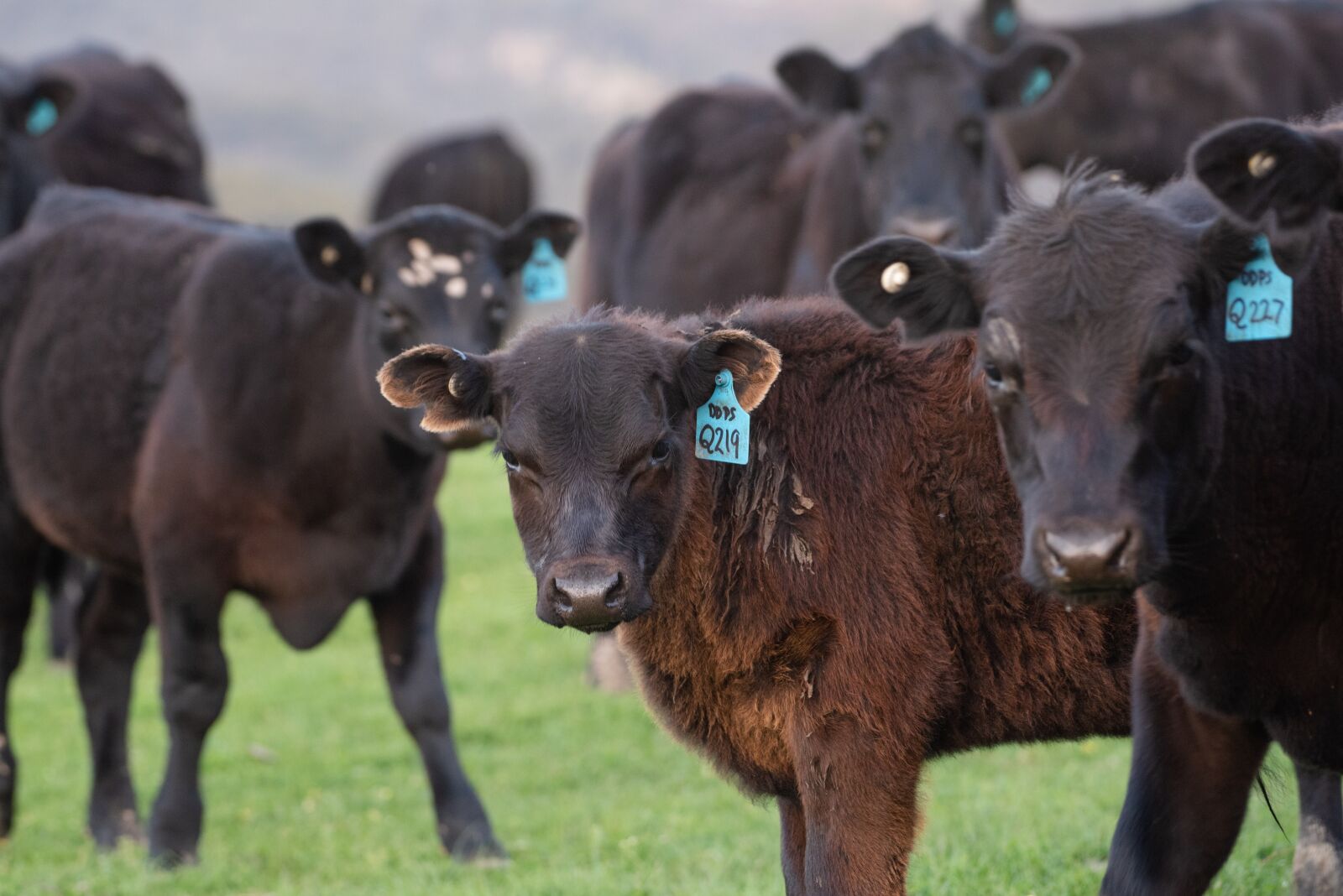 Nikon D750 sample photo. Cow, calf, black angus photography