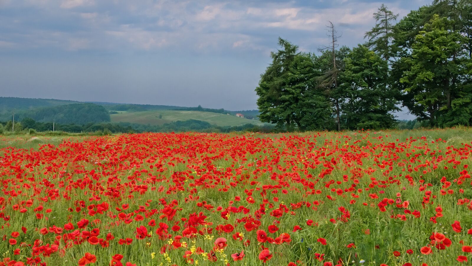 Panasonic Lumix DMC-LX100 sample photo. Poppies, spring, field photography