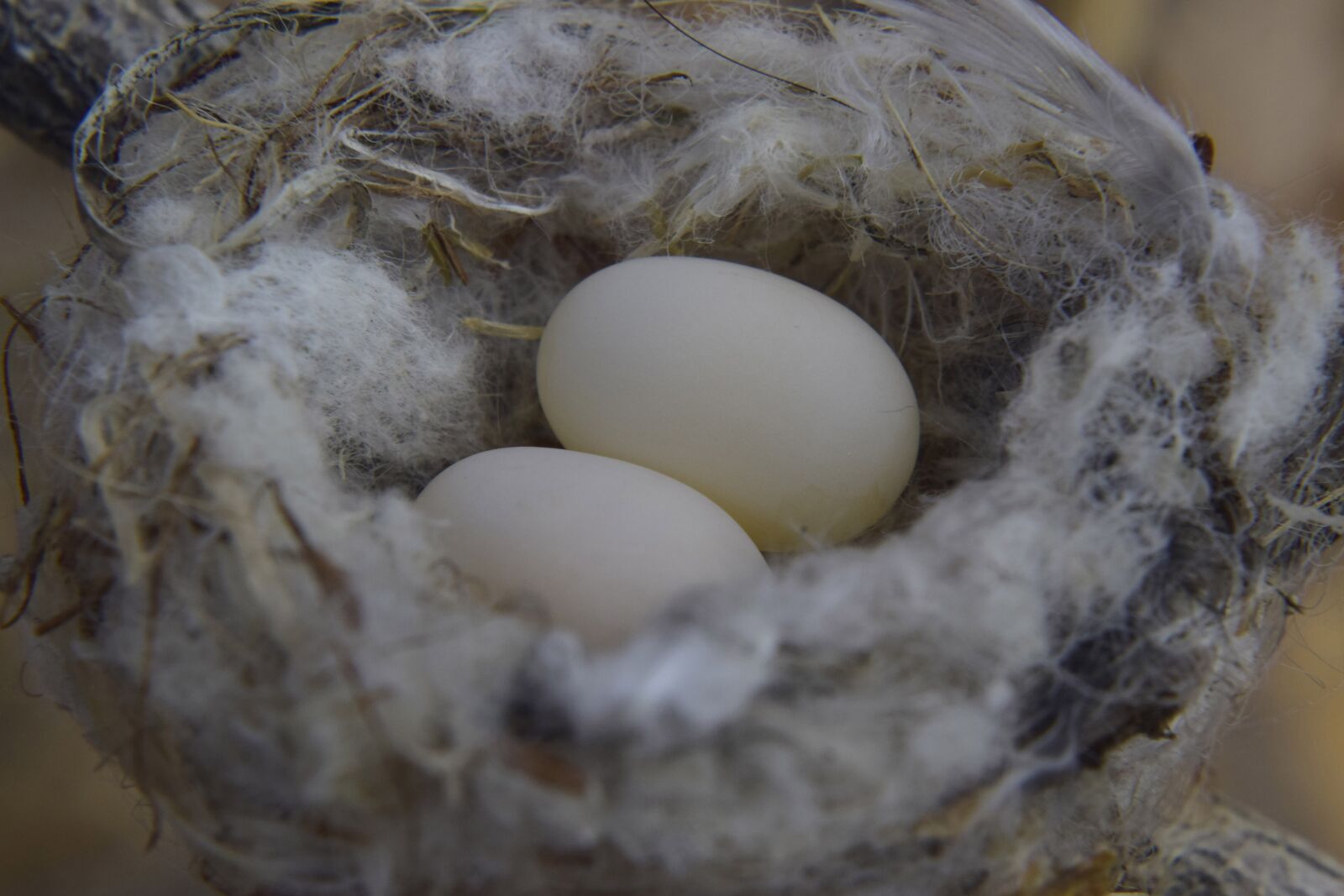 Nikon D5300 sample photo. Nest, small, bird photography