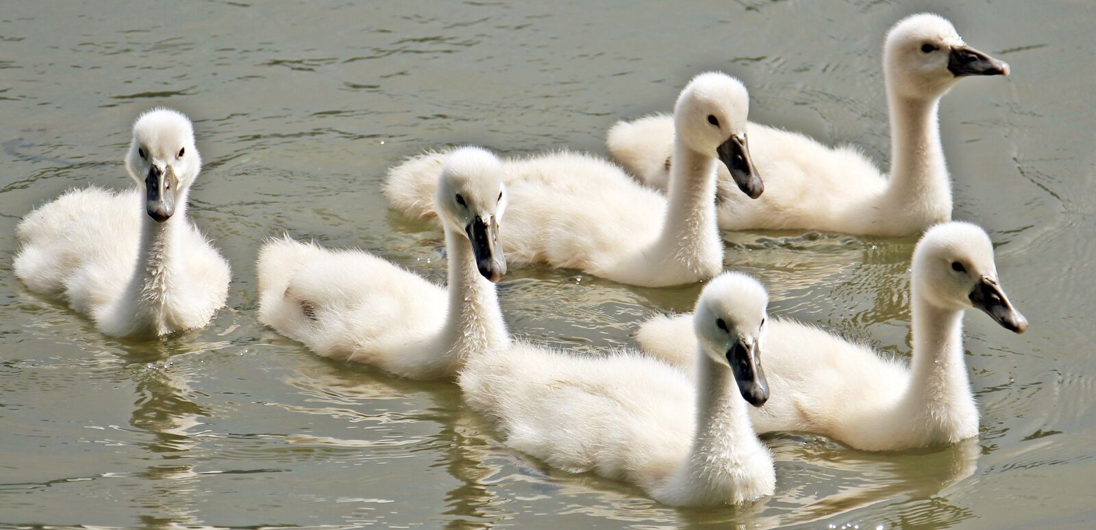 Canon EOS 550D (EOS Rebel T2i / EOS Kiss X4) sample photo. Swan, baby swan, baby photography