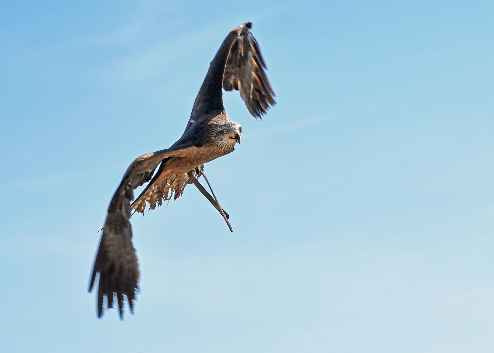 Nikon D500 sample photo. Buzzard, raptor, flight photography