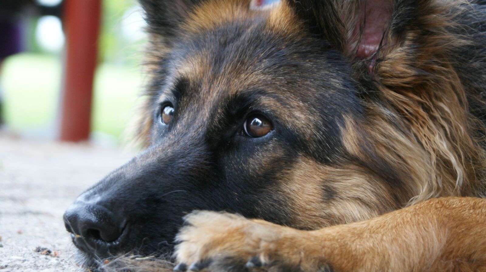 Sony Alpha DSLR-A350 sample photo. Dog, canidae, mammals photography