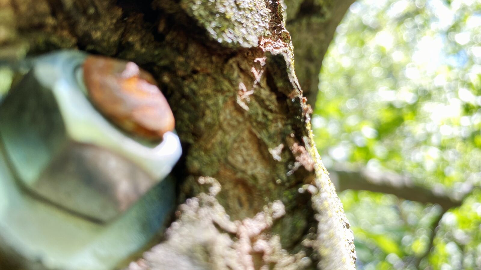 Apple iPhone 11 Pro Max sample photo. Bolt, tree, nature photography