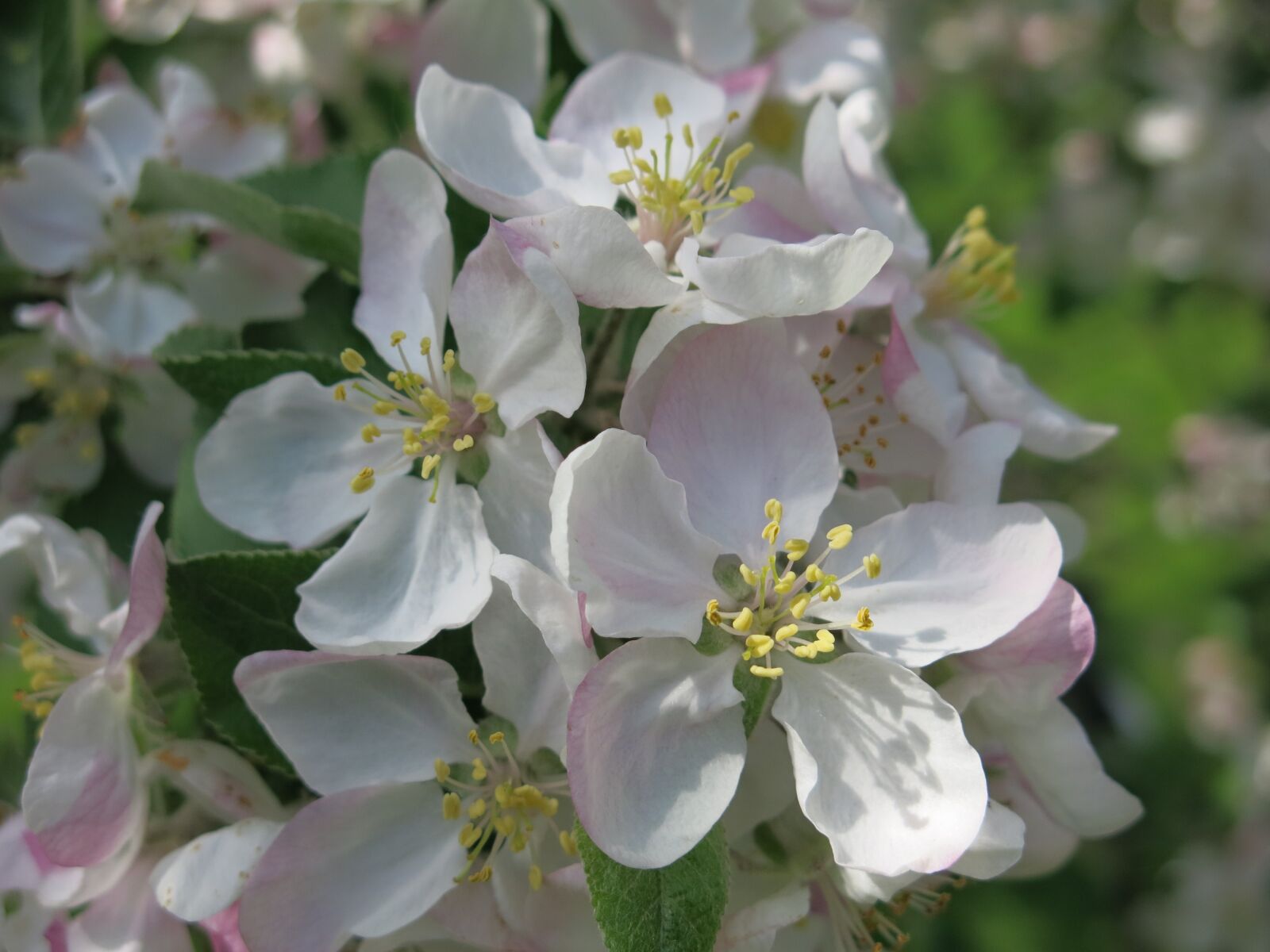 Canon PowerShot G15 sample photo. Apple, blossoms, spring photography