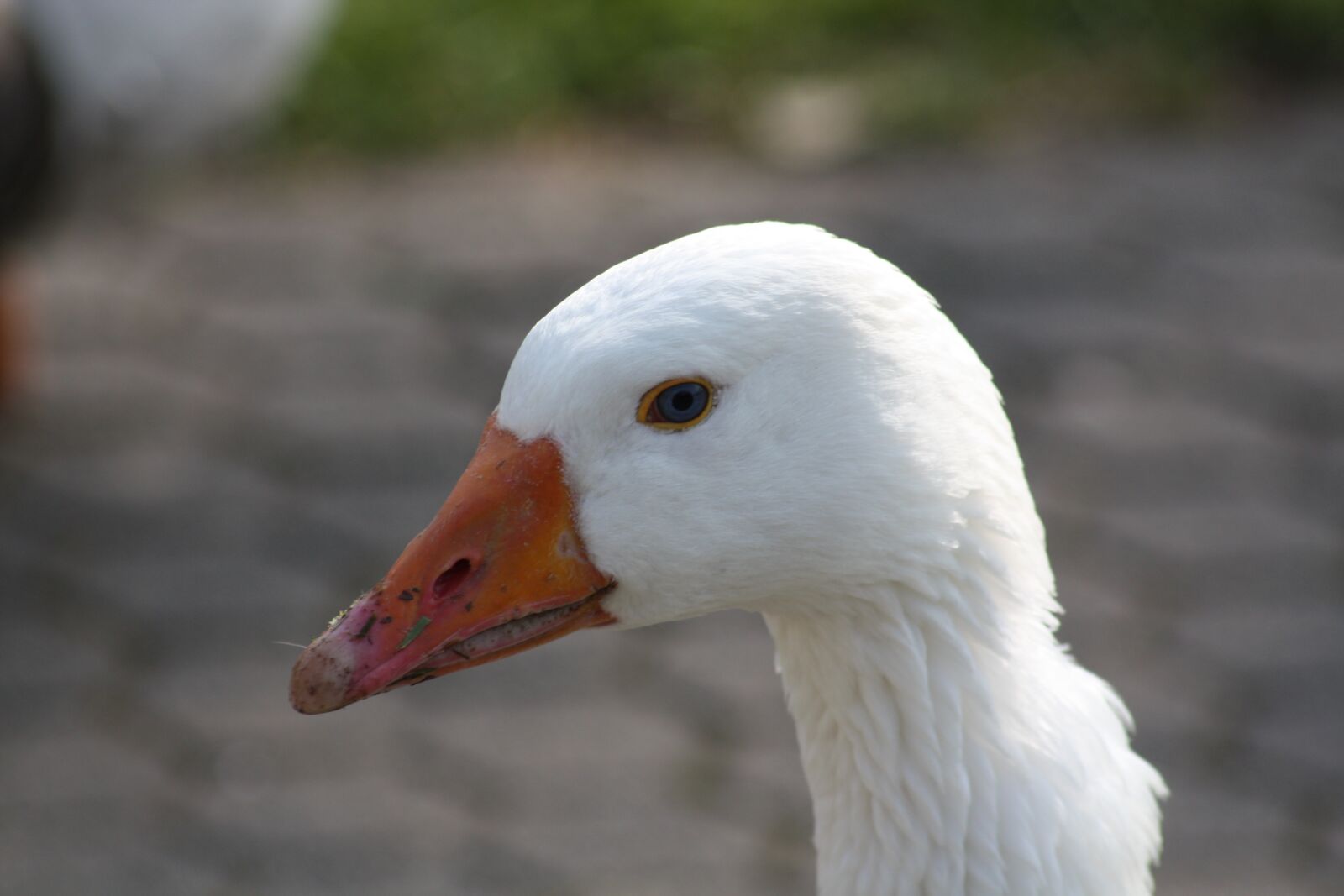 Canon EOS 450D (EOS Rebel XSi / EOS Kiss X2) sample photo. Duck, feather, water bird photography