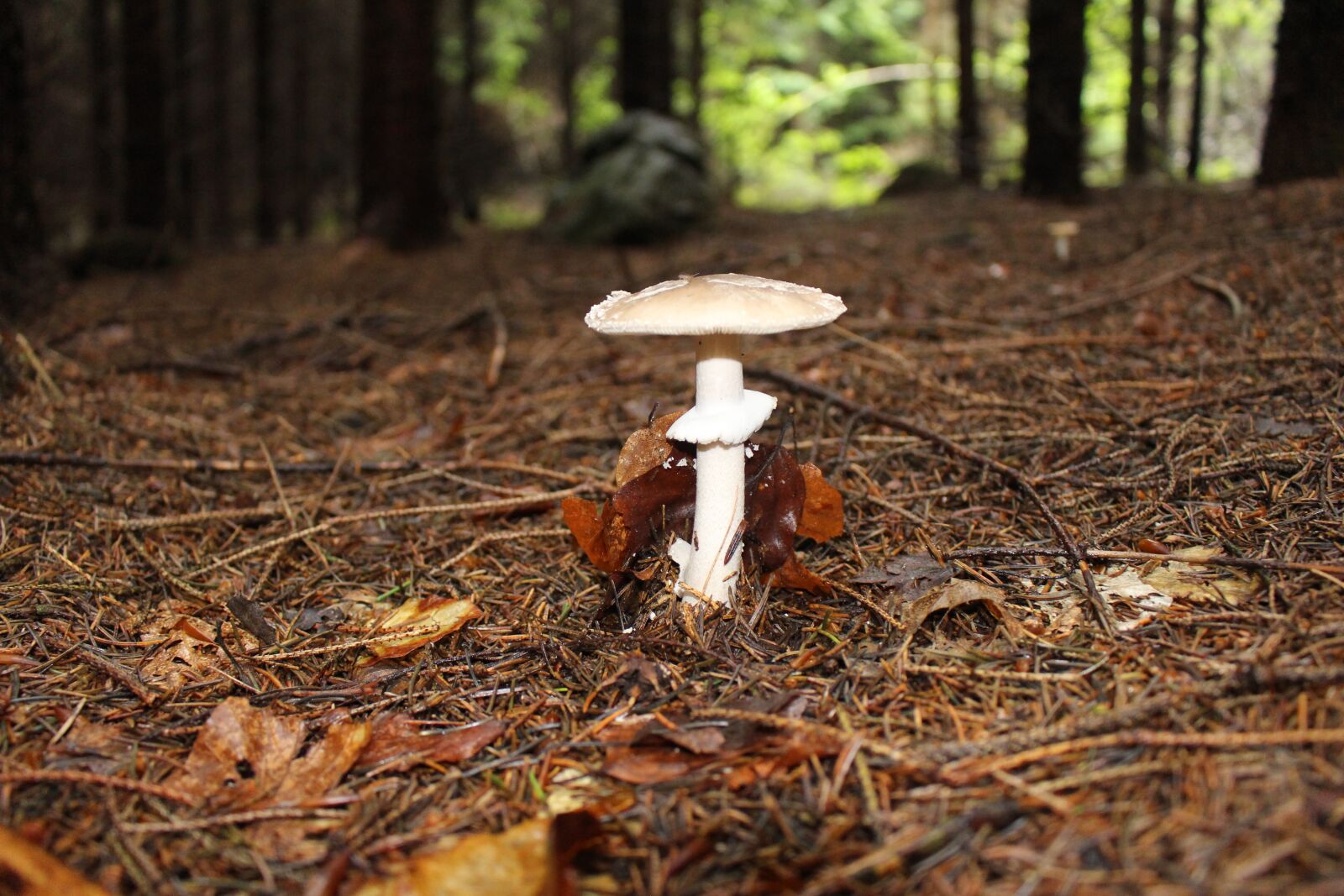 Canon EOS 100D (EOS Rebel SL1 / EOS Kiss X7) sample photo. Mushroom, forest, forest floor photography