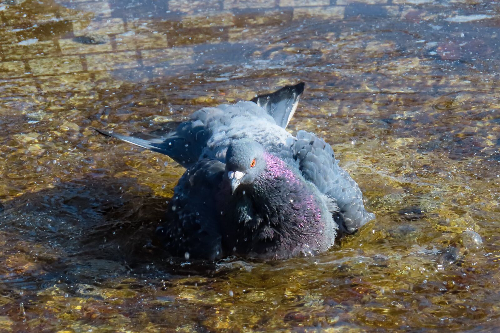 Canon PowerShot SX740 HS sample photo. Animal world, bird, dove photography