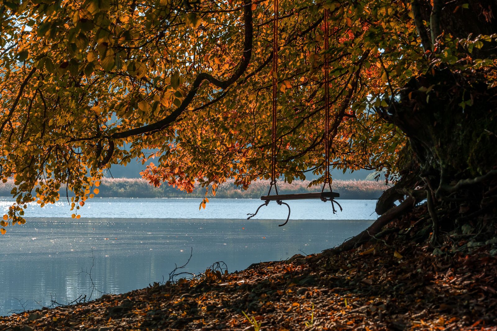 Sony a7 III + Sony FE 70-200mm F4 G OSS sample photo. Nature, landscape, swing photography