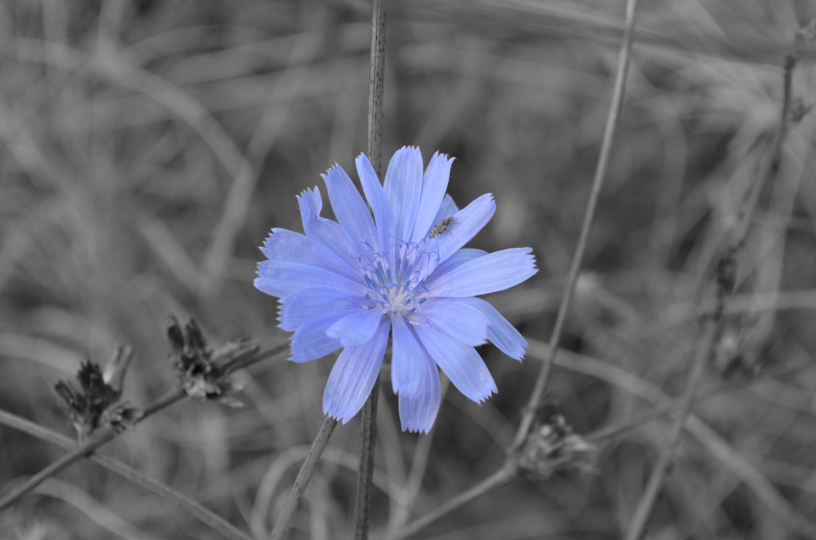 Nikon D5100 sample photo. Flower, blue, nature photography
