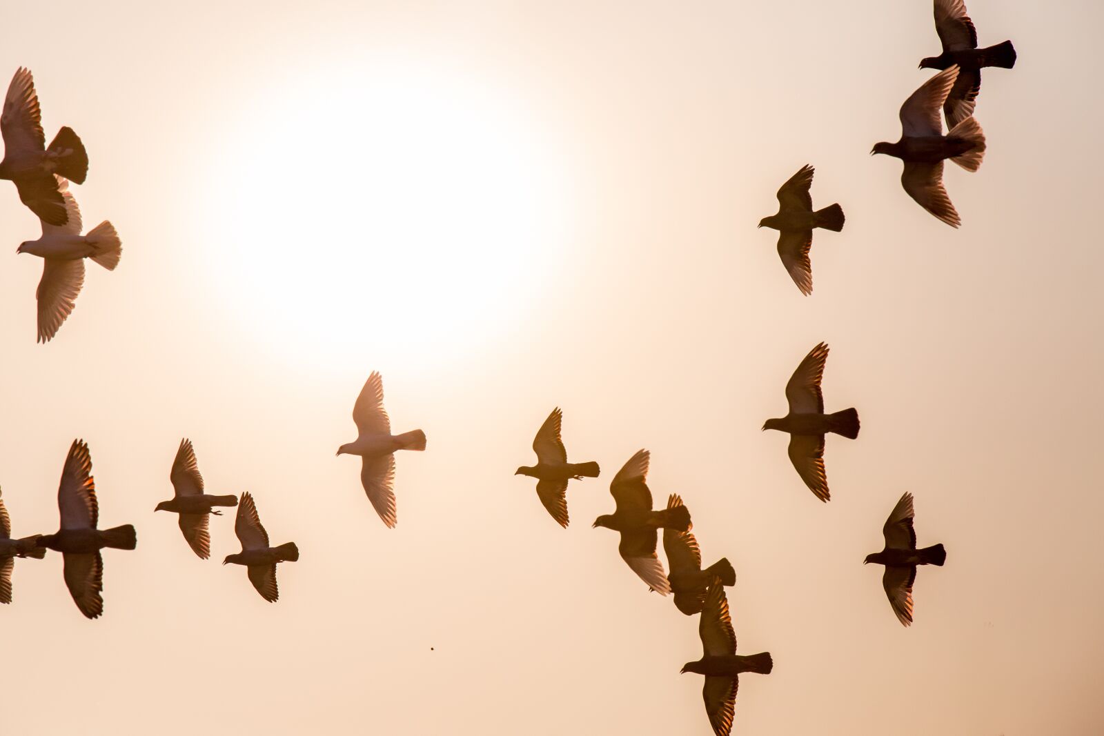 Canon EOS 6D sample photo. Doves, animal, fly photography